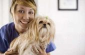 Hoe ver hoeft een hond te worden voor een radiografie aan graaf pups?