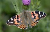 De beste manier om een oplossing van suiker Water voor nieuw gearceerde Geverfde Dame vlinders