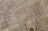 How to Make Spider singels uit warme lijm