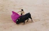 Wat soort van stieren worden gebruikt in Spaanse stier vecht?