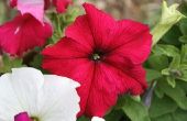 How to Care for langbenige Petunia 's