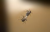 Biologische manieren om te doden Gnats