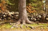Hoe te verwijderen een oppervlakte Tree Root