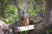 Hoe te houden van eekhoorns uit het Vogelhuis/waterbak