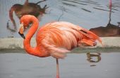 Flamingo vogel informatie