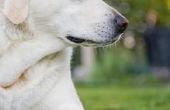 Het gebruik van dolomiet kalk op gras voor Dog Urine schade