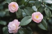 Betekenis van de Camellia bloem