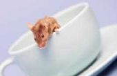 Hoe om af te schrikken van de muizen in een kantoorruimte met pepermuntolie
