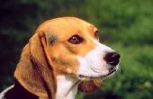 Symptomen van een hernia in een Beagle