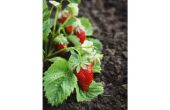 Veilige, natuurlijke insecticiden voor aardbeien