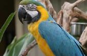 How to Train blauwe & gouden Macaws