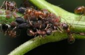 Het wegwerken van mieren in huis