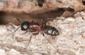 De beste methode voor het doden van Carpenter mieren