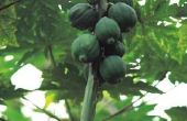 Groeistadia van Papaya