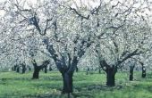 Wat Apple bomen zijn goede Cross-Pollinators?