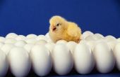 Waar komt een Baby Chick krijgt zijn voedsel binnen het ei?