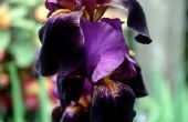 Mulchen baard Iris
