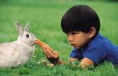 Zaden die giftig voor konijnen zijn