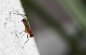 Home Remedies om zich te ontdoen van vuur mieren