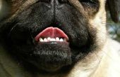Enzymatische tandpasta voor honden