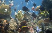 How to Increase zuurstofniveaus in een zoutwater Aquarium
