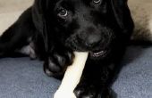 Hoe om te trainen van je Labrador Retriever pup