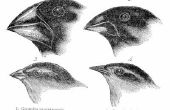 Wat Is de relatie tussen de snavel van een vogel Type en het soort voedsel eet?