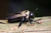 Het toevoegen van Insecticide op een vlek voor timmerman bijen