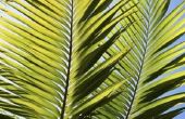 Hoe te vertellen als uw palmboom koningin nog leeft