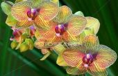 How to Grow orchideeën voor winst
