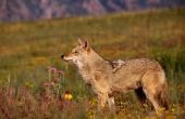 Wat zijn de verschillende soorten Coyotes?