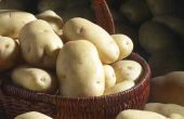 How to Grow aardappelen in banden