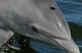 Hoeveel kost het om te zwemmen met dolfijnen?