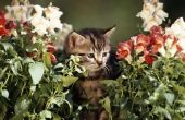 Is Lily of the Valley giftig voor katten?