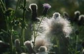 How to Kill Thistle onkruid zonder chemische stoffen