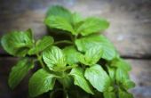 How to Get Rid van Mint planten