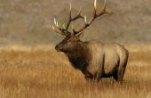 Beste Colorado Elk jacht gebieden