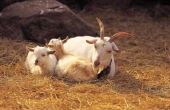 Hoe te behandelen harde uiers van geiten
