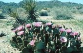 Wat Is een Cactus-peer?