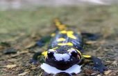 Kenmerken van de salamander