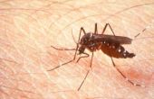 Over lever functie Tests voor Dengue koorts