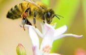 Hoe te identificeren van de bijen