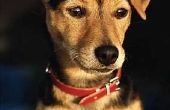 Canine urine Staph infecties