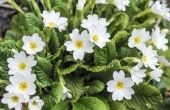Hoe te planten en de zorg voor Primula
