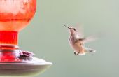Hummingbird Feeder recept