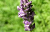 De betekenis van lavendel bloemen
