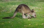 Het spijsverteringsstelsel van een kangoeroe