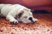 Wat te Spray op tapijt te houden van honden uit plassen