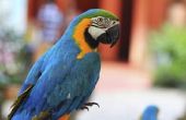 Hoe te stoppen met Parrot diarree