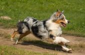 Hoe snel kunnen honden uitvoeren?